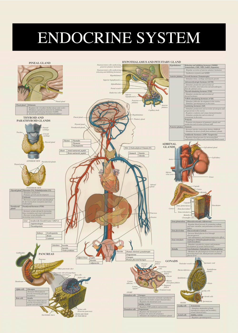 Porto Poesi Øde Anatomi plakater » Lærerige plakater med kroppens anatomi