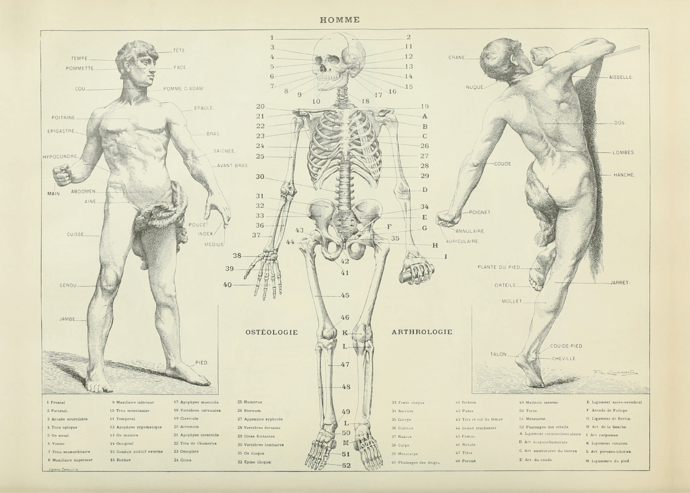 Anatomi plakater Lærerige plakater med kroppens anatomi