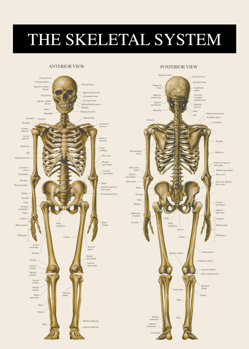 Forskelle Slikke metallisk Anatomi plakater » Lærerige plakater med kroppens anatomi